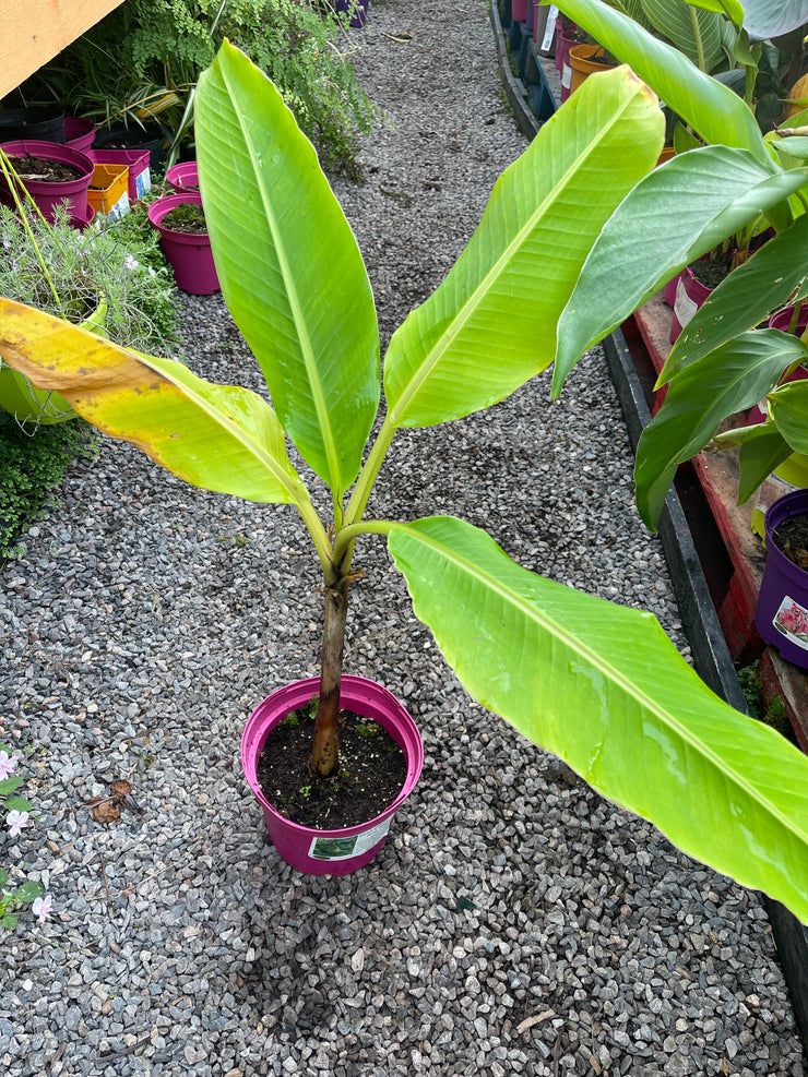 Musa thomsoni -Yunnan banana