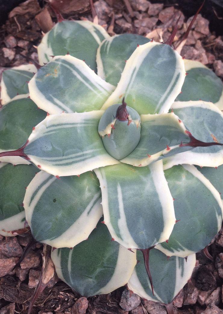 Agave parryii 'Cream Spike'