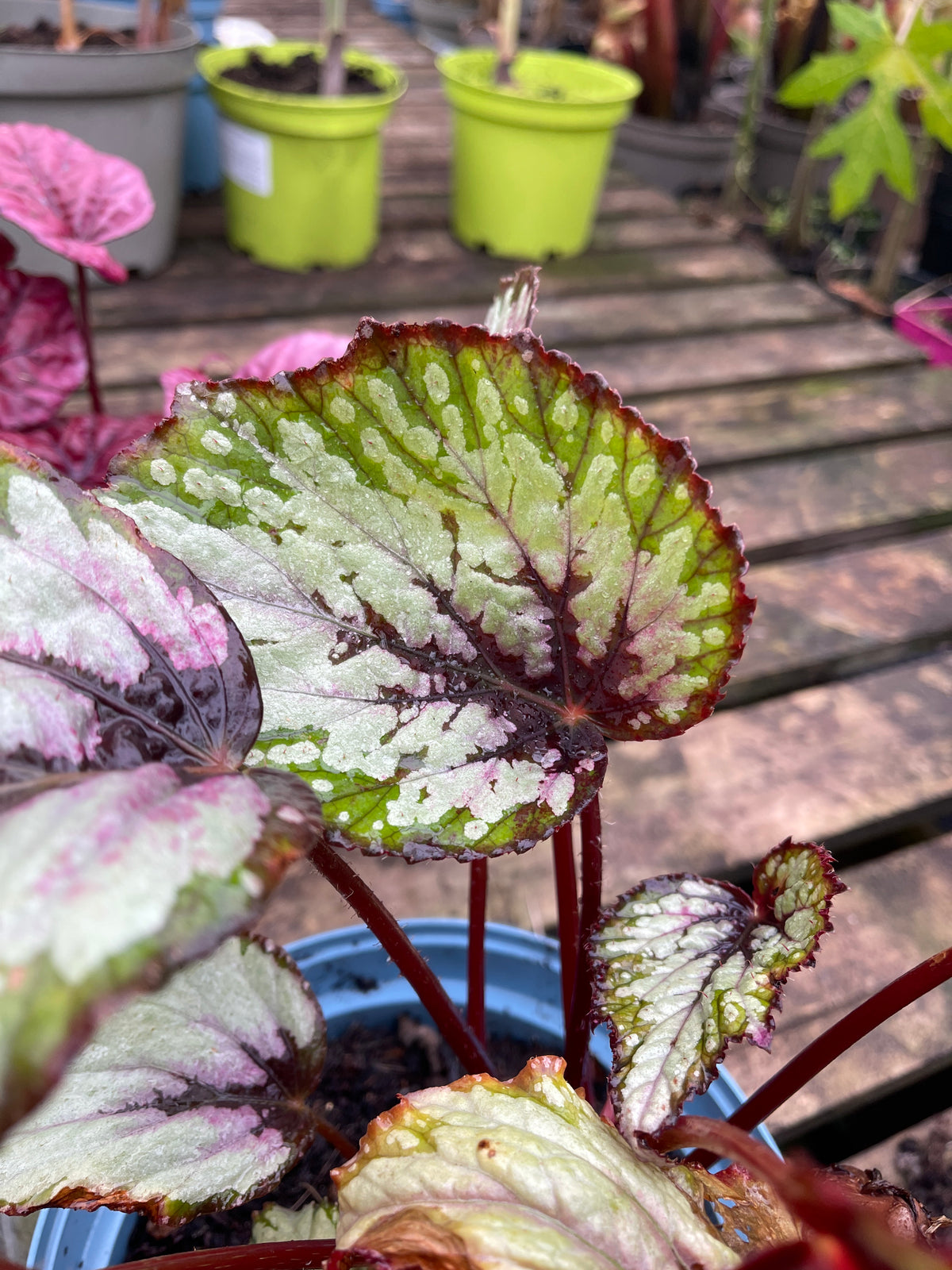 Begonia rex 'Salsa’