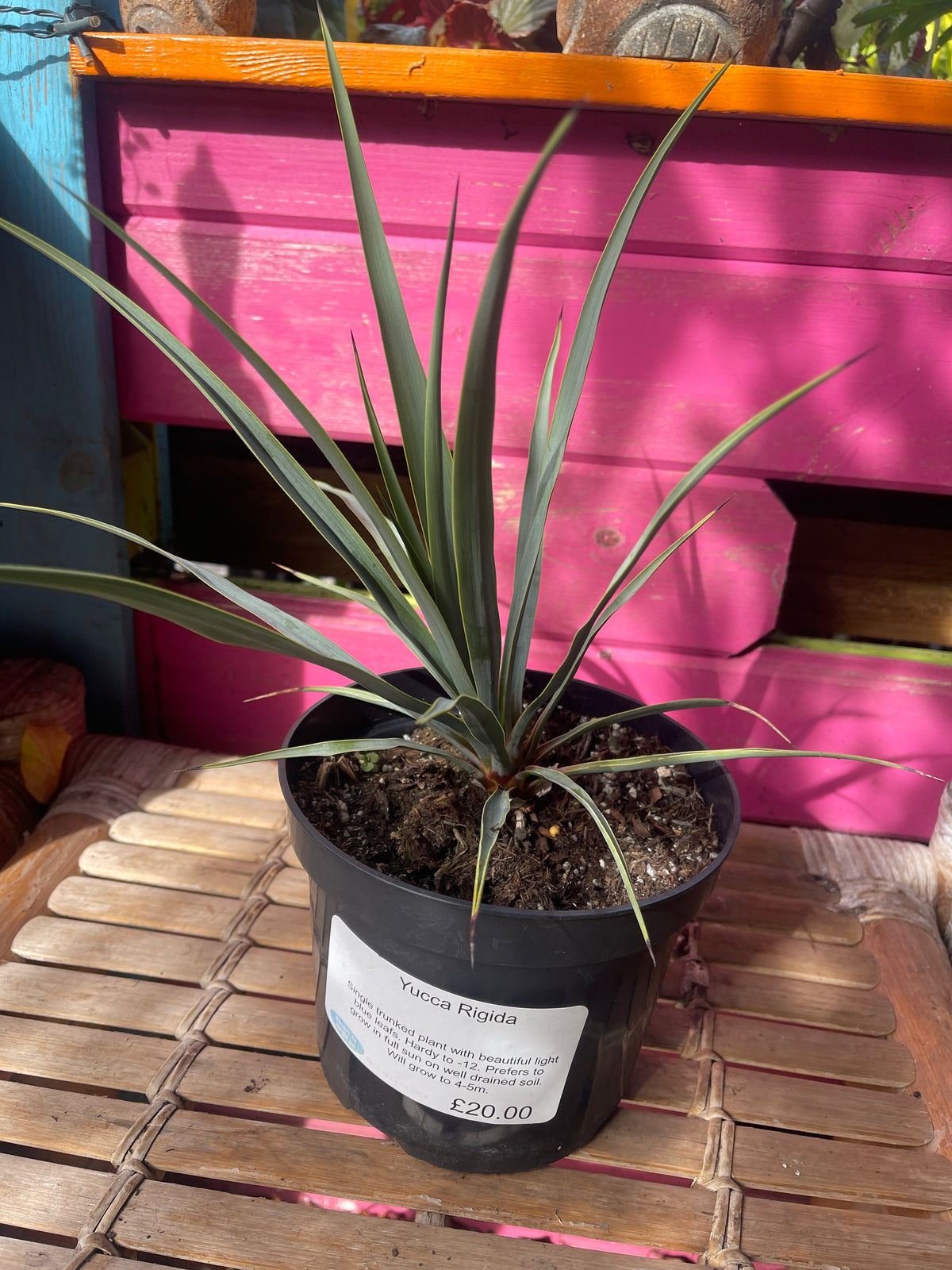 Yucca rigida