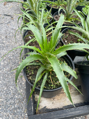 Puya weddelliana