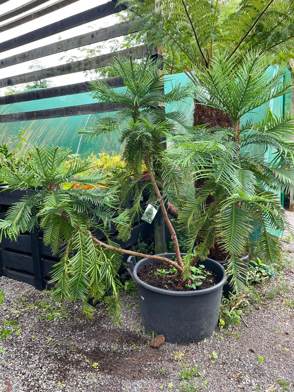 Wollemi Pine