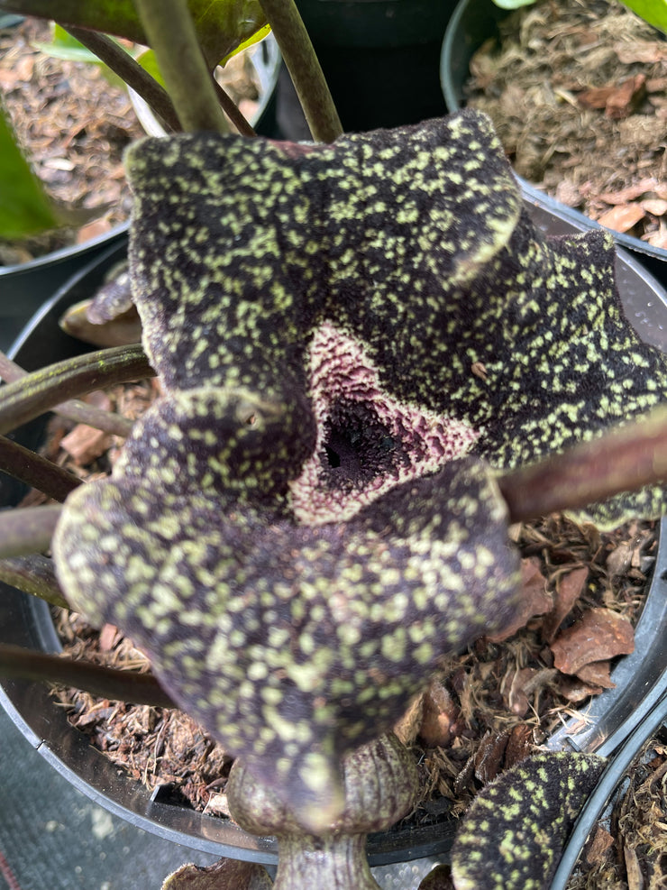 Asarum nobilissimum ‘Deep Throat’