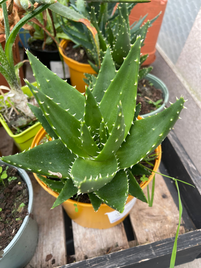 Aloe brevifolia 3ltr