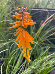 Kniphofia galpinii ‘Orange Flame’