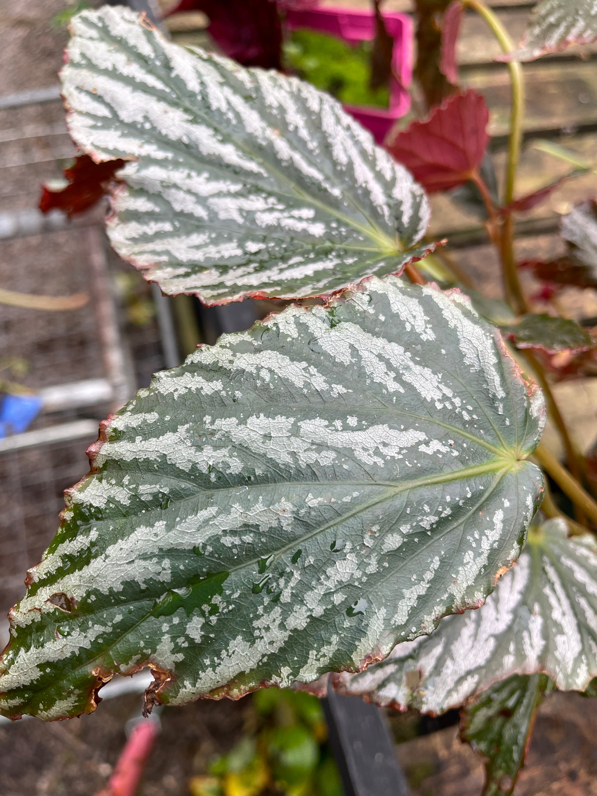 Begonia 'Mishmi Silver'