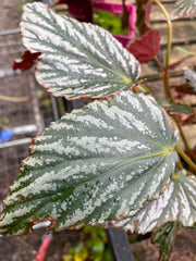 Begonia 'Mishmi Silver'