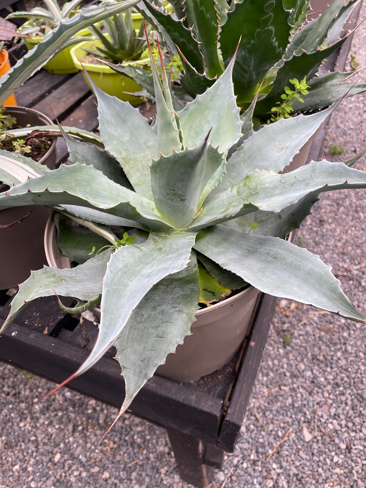 Agave ovatifolia 7.5ltr