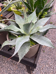 Agave ovatifolia 7.5ltr