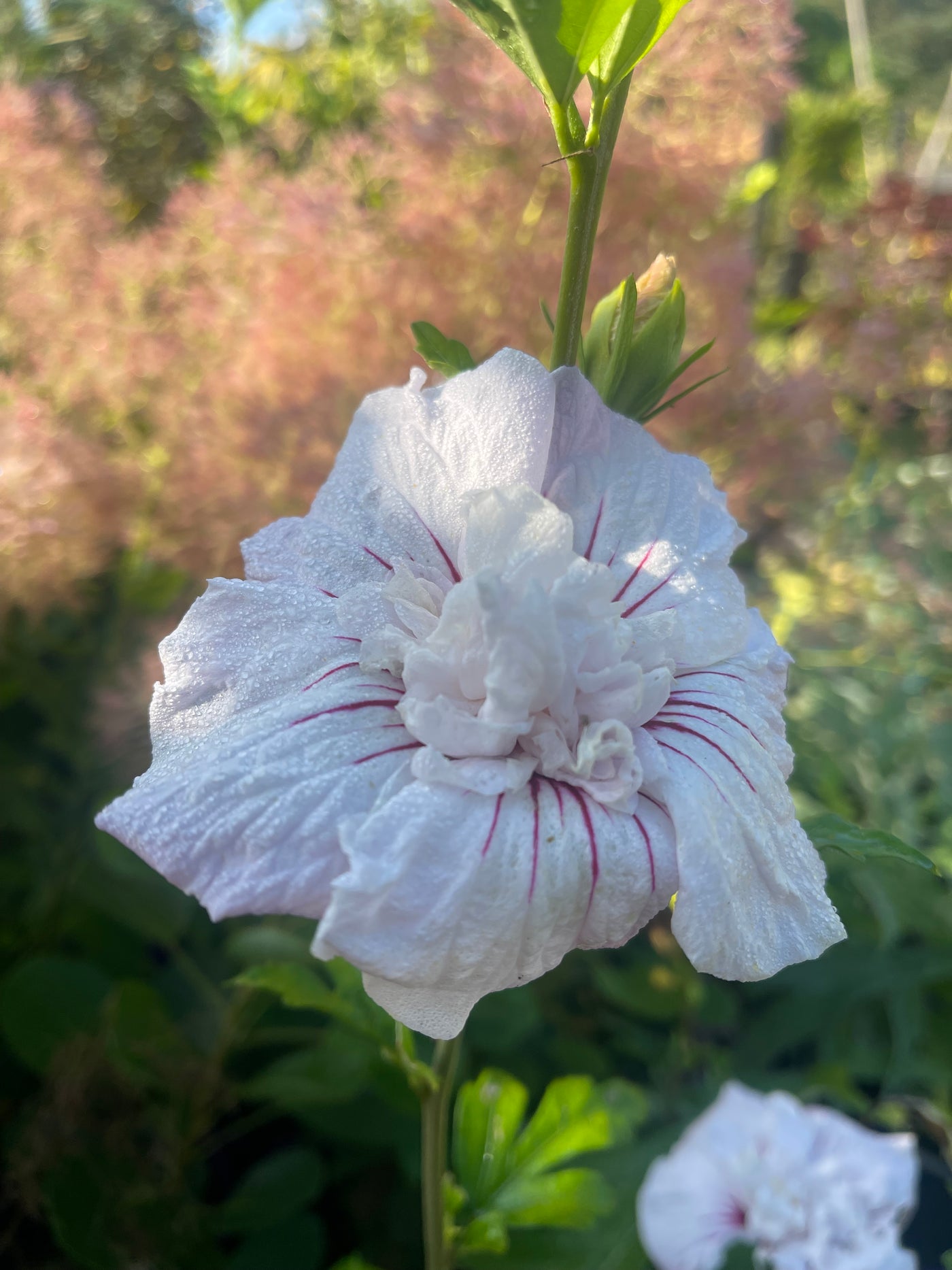 Hibiscus syriacus 'China Chiffon'