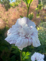 Hibiscus syriacus 'China Chiffon'