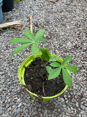 Manihot grahamii