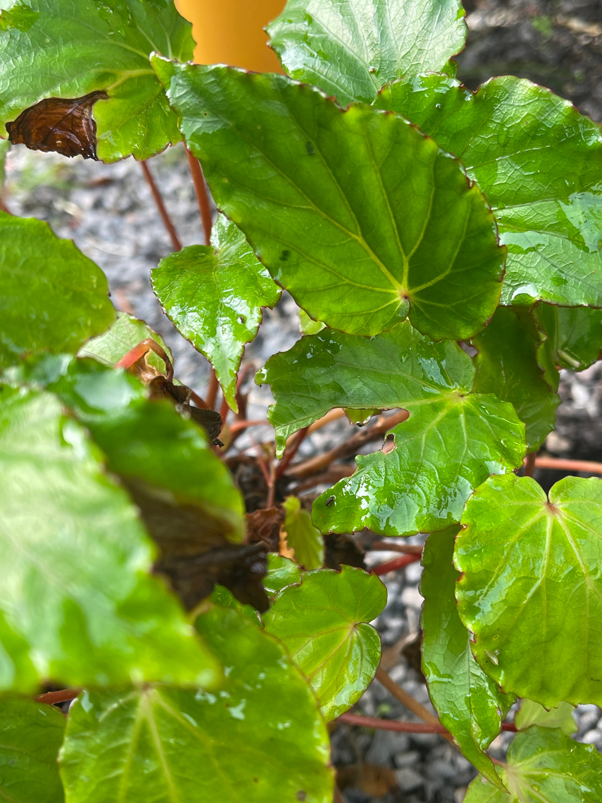 Begonia ‘Wavy Green’