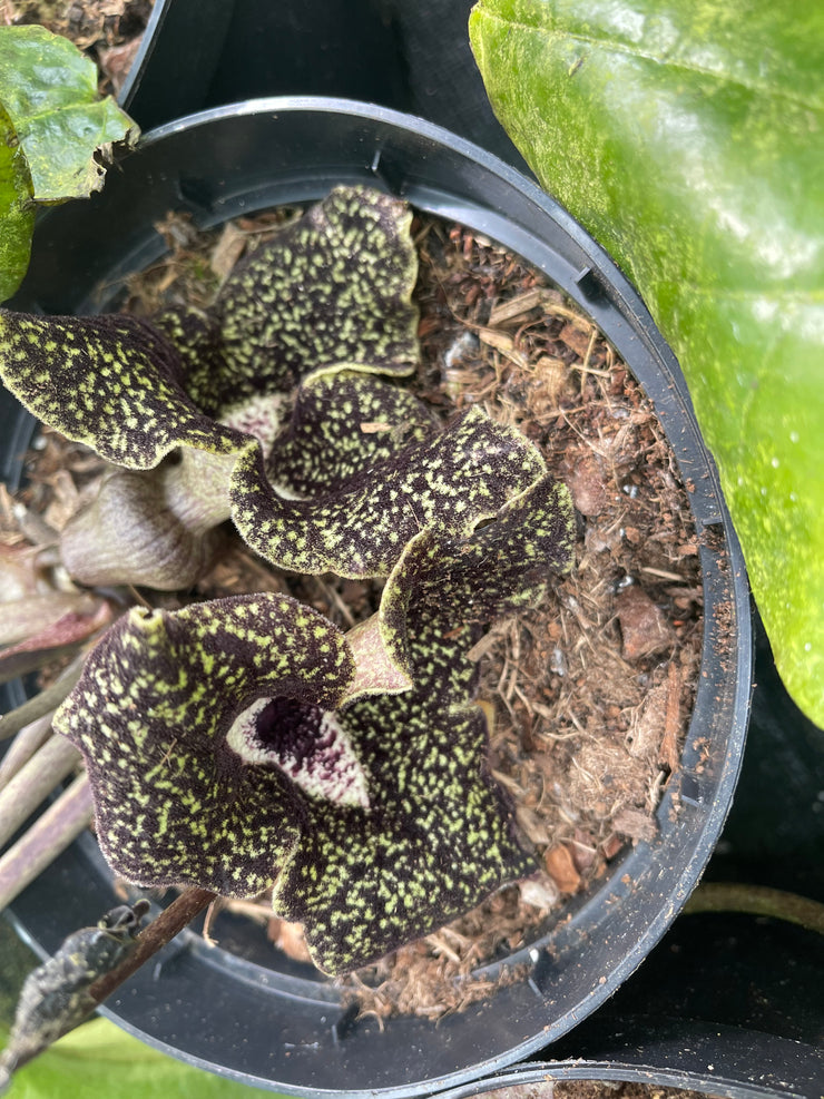 Asarum nobilissimum ‘Deep Throat’