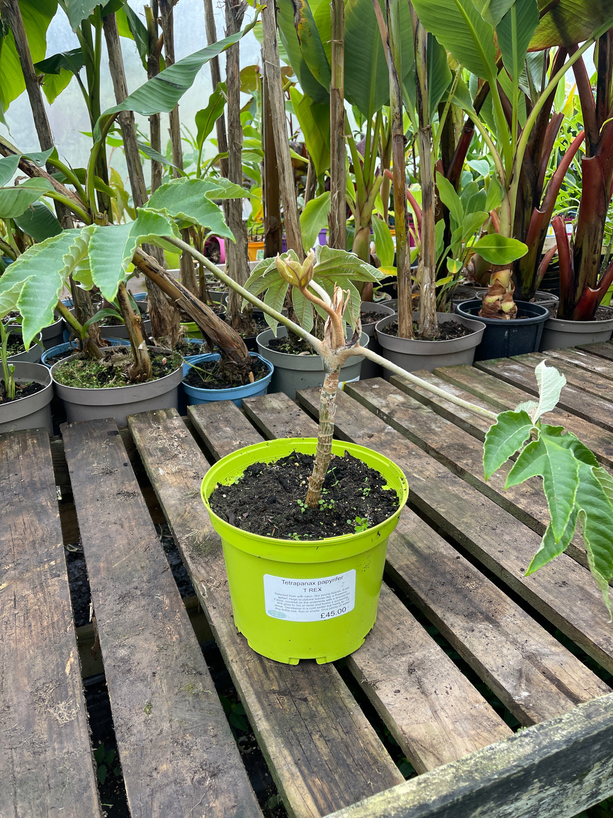 Tetrapanax papyrifer rex