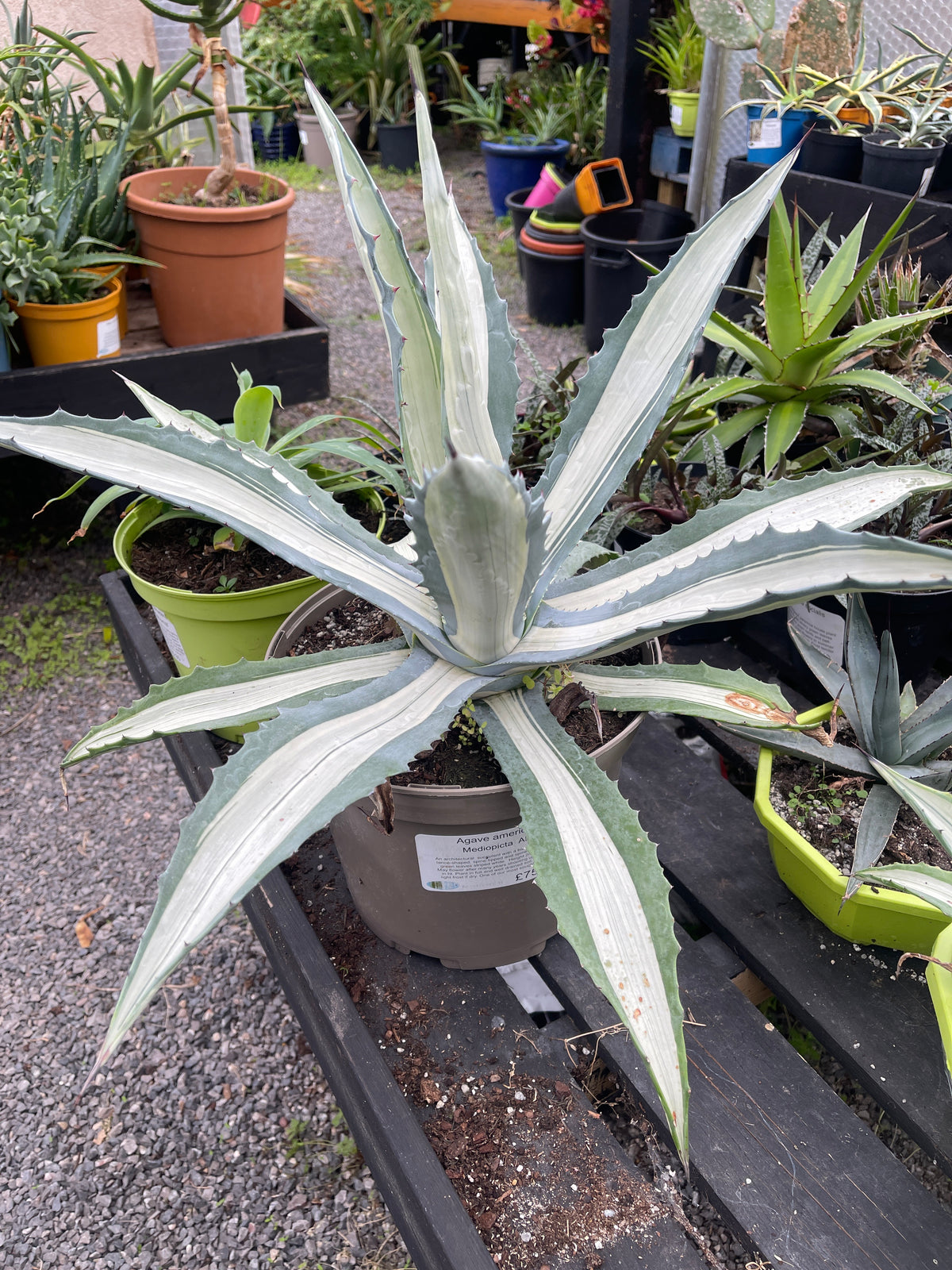 Agave Americana Mediopicta Alba 7.5ltr