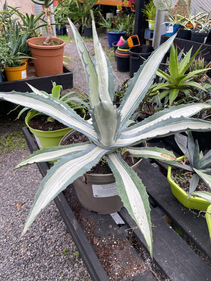 Agave Americana Mediopicta Alba 7.5ltr