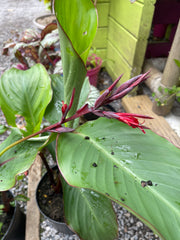 Canna  warszewiczii ‘Bonfire’