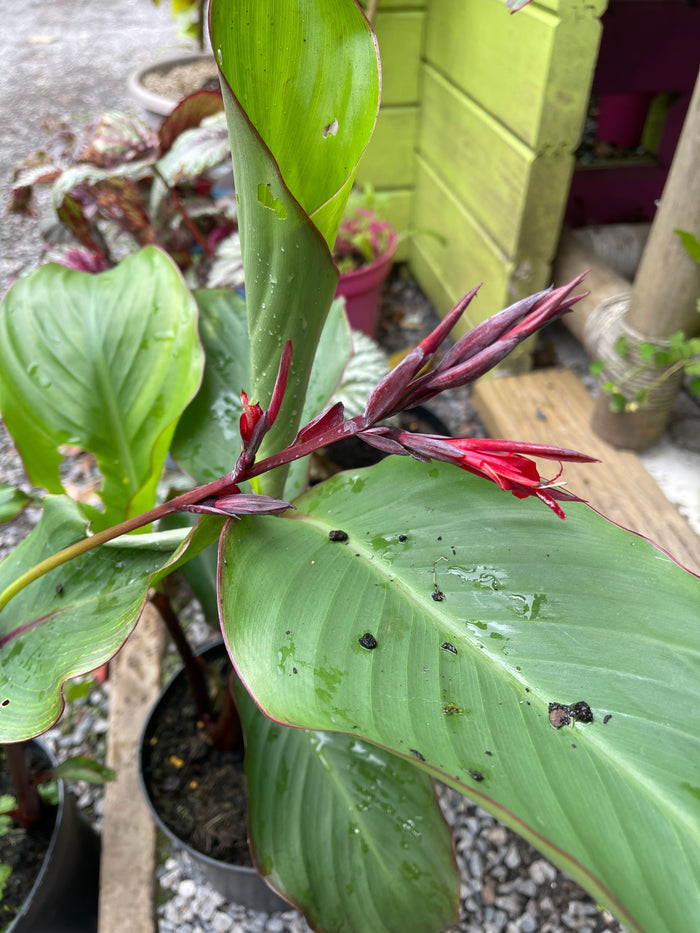 Canna  warszewiczii ‘Bonfire’