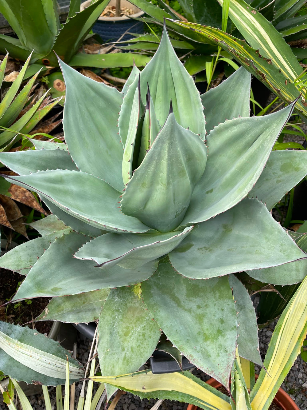 Agave Ovatifolia