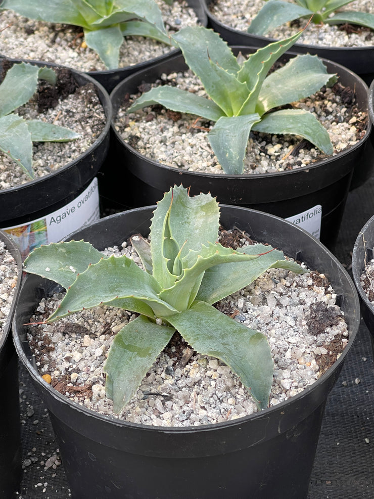 Agave ovatifolia