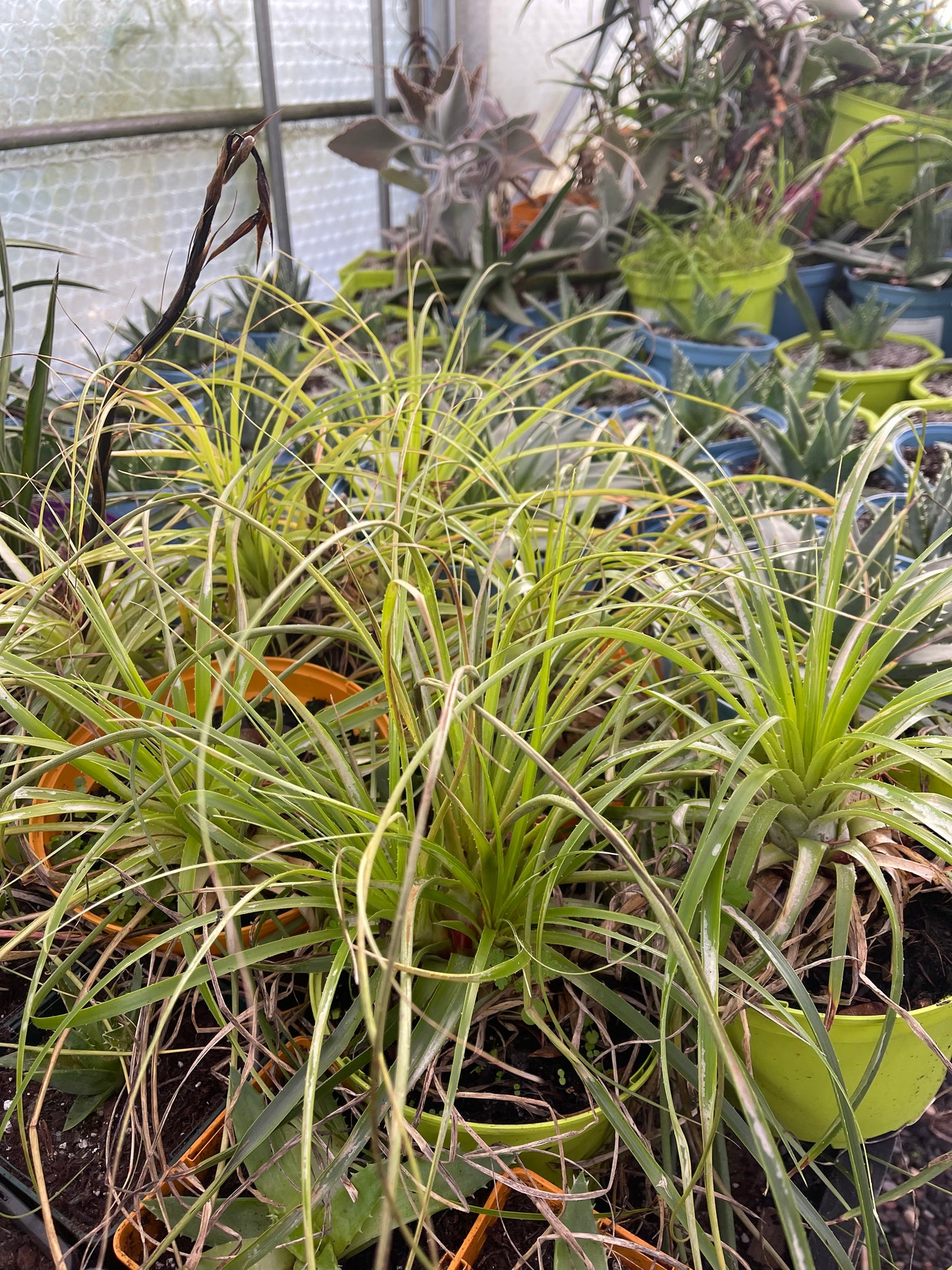 Puya mirablis