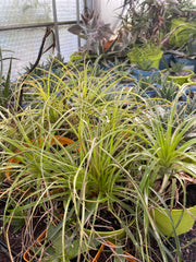 Puya mirablis