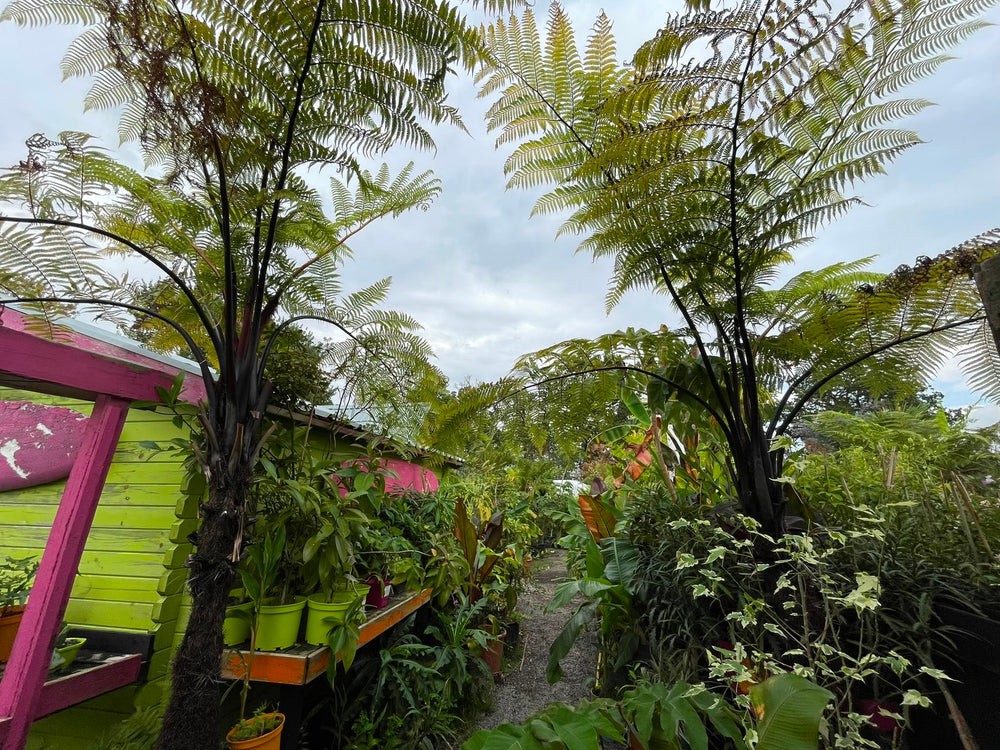 Cyathea Medularis