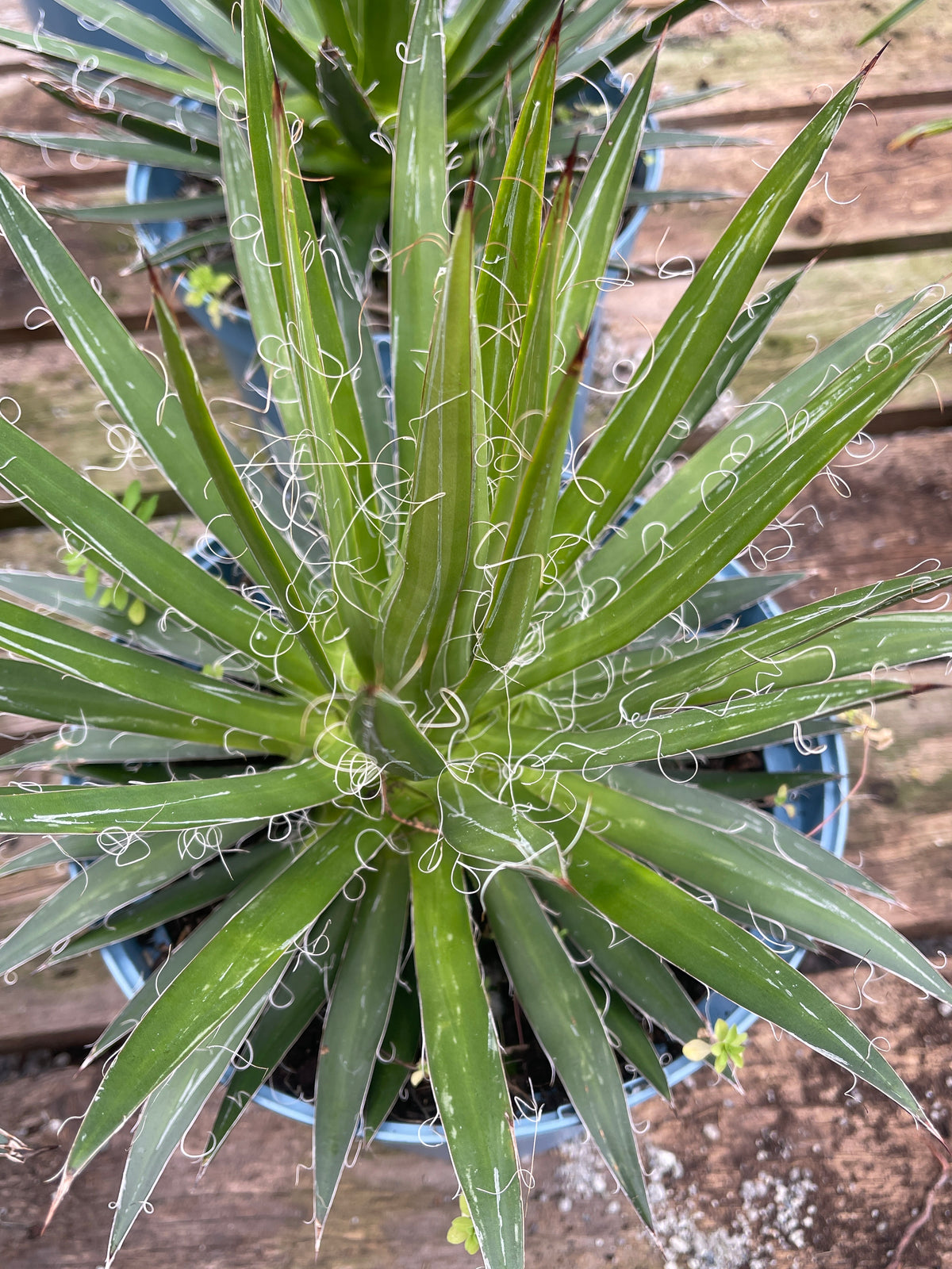 Agave multifilifera