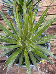 Agave multifilifera