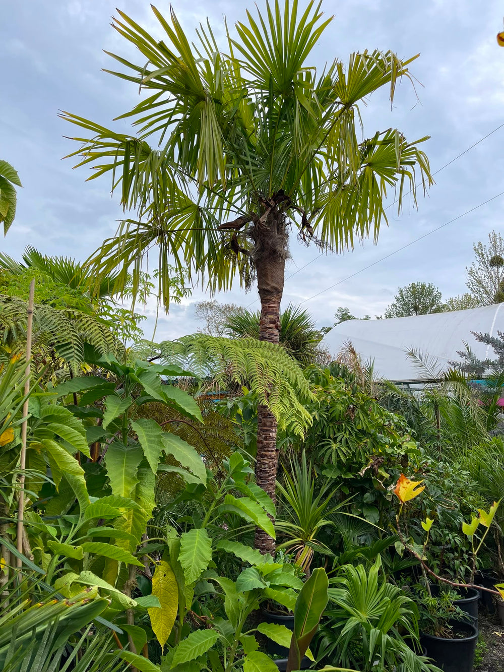 Stripped Trachycarpus Fortunei