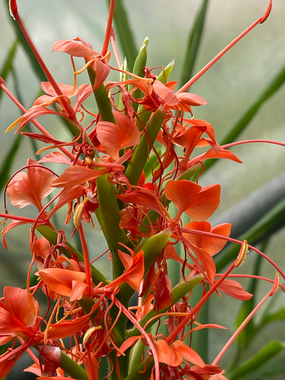 Hedychium coccineum var. angustifolium