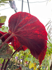 Begonia U508 (Cote de Castillon)