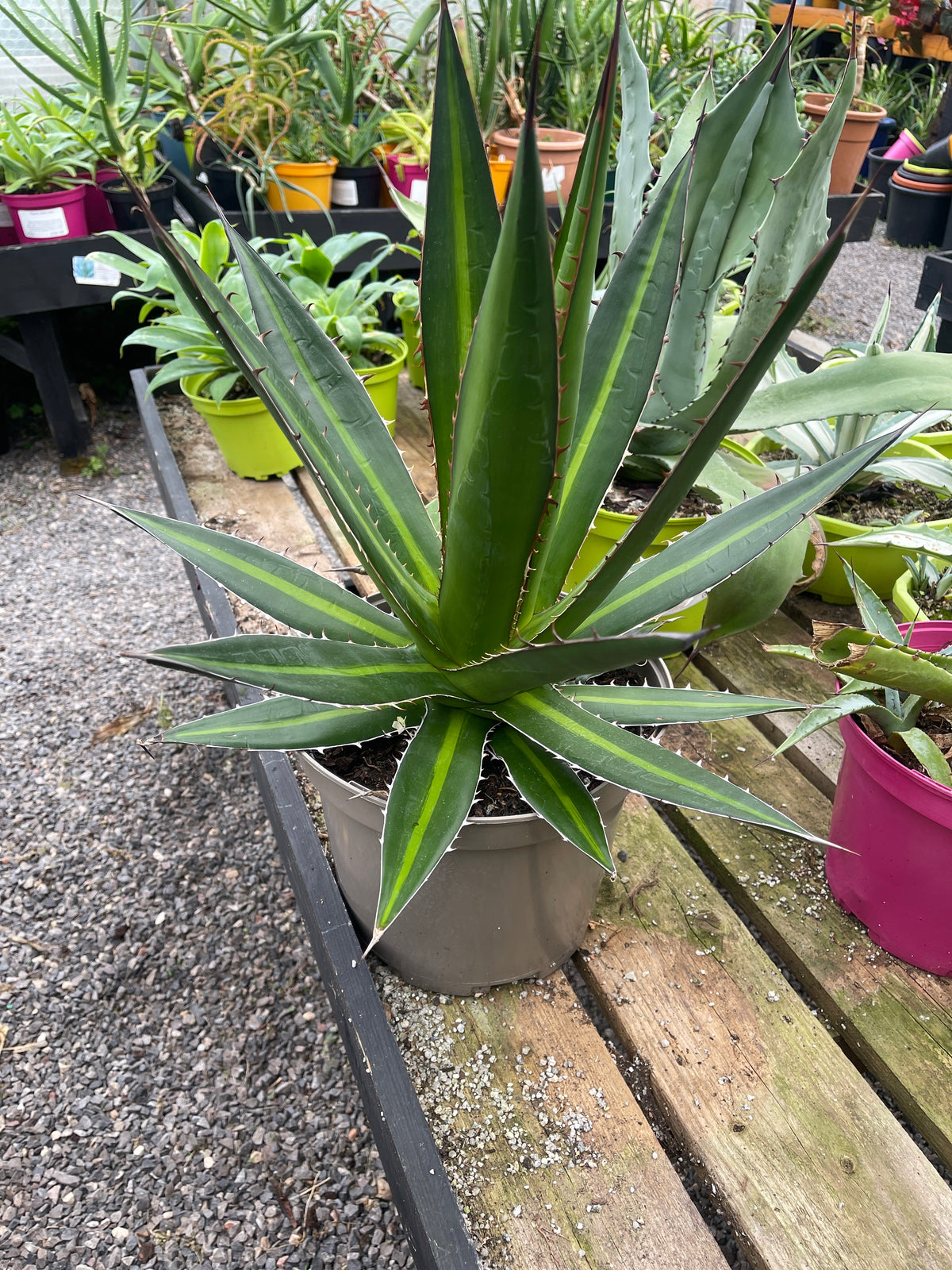 Agave kerchovei