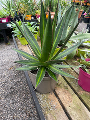 Agave kerchovei