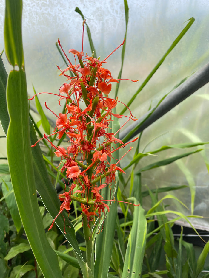 Hedychium coccineum var. angustifolium