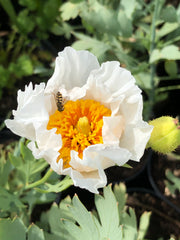 Romneya coulteri