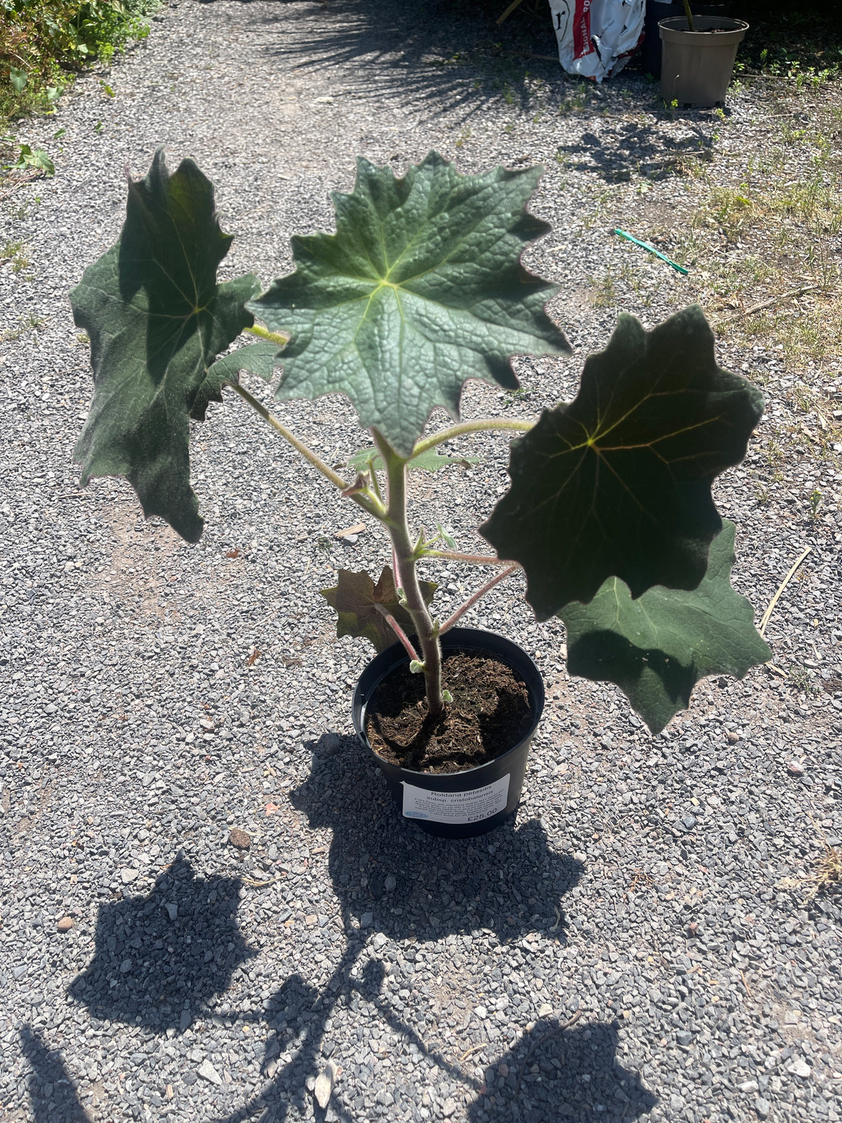 Roldana petasitis Abbas, cristobalensis