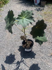 Roldana petasitis Abbas, cristobalensis