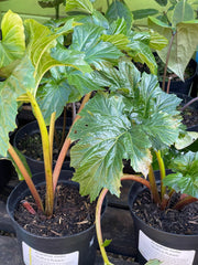 Acanthus mollis (Wofford Rhubarb)