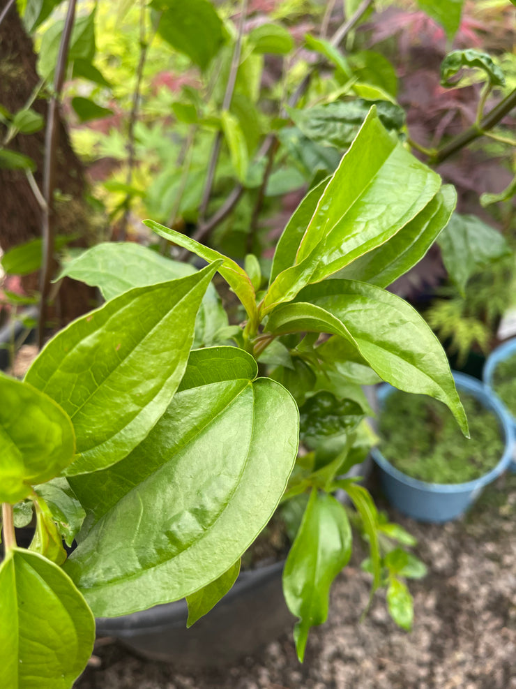 Pilea planiniflora ‘Glossy’