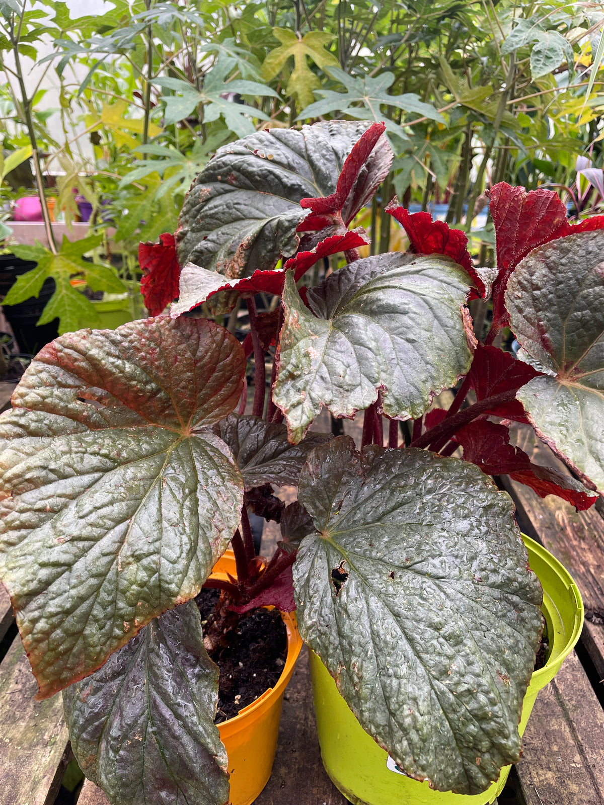 Begonia U508 (Cote de Castillon)
