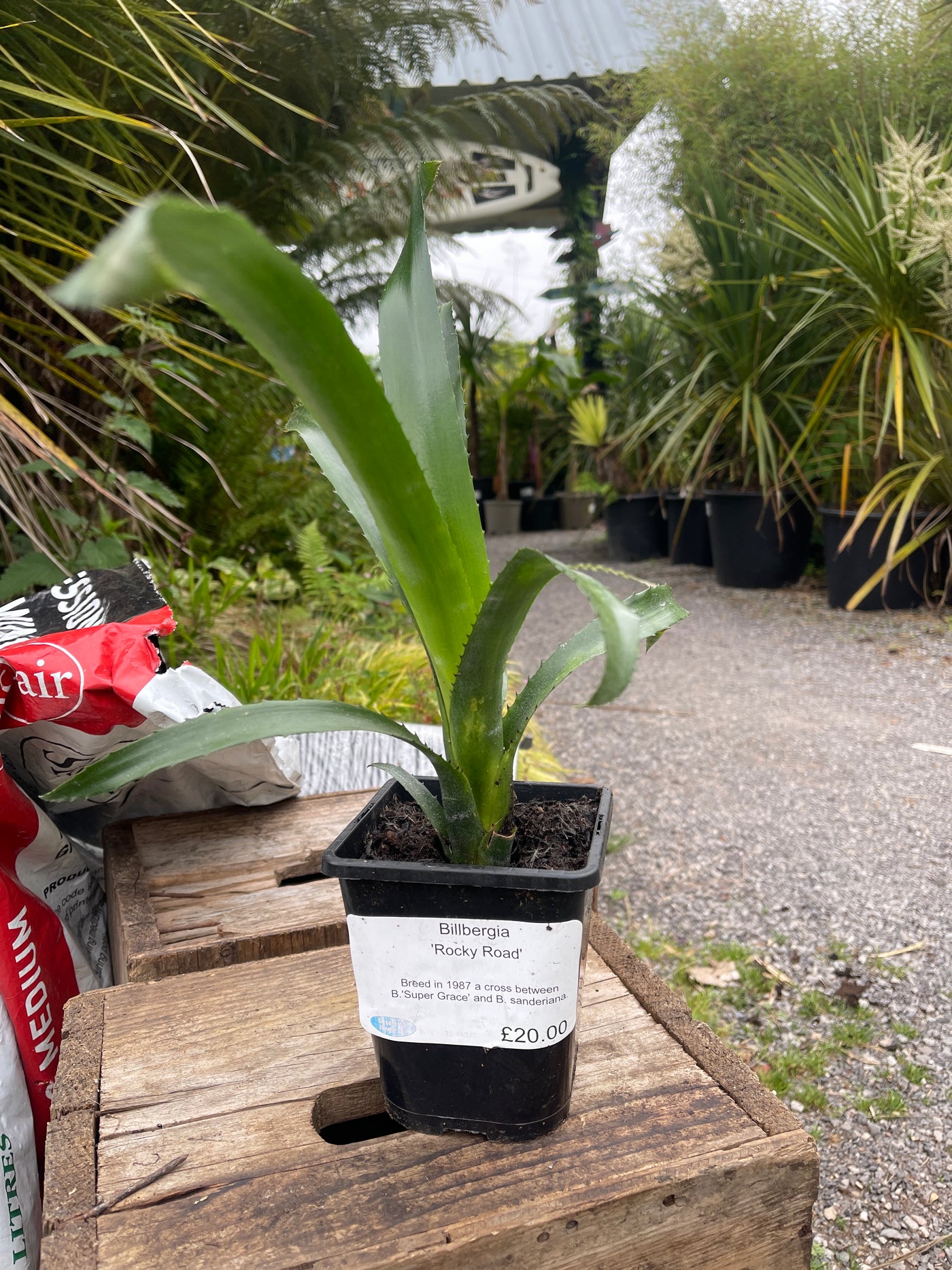 Billbergia ‘Rocky Road’ 1ltr