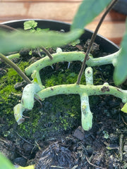 Polypodium formosanum