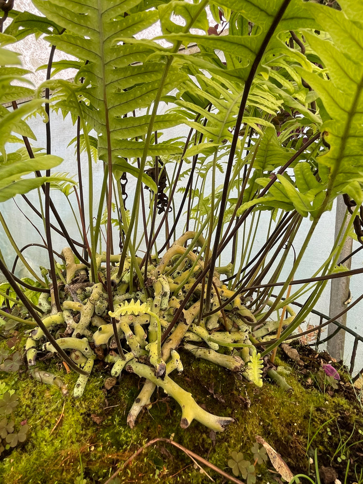 Polypodium formosanum