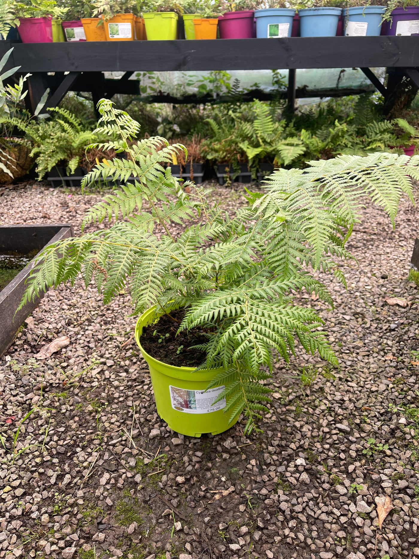 Cyathea dealbata