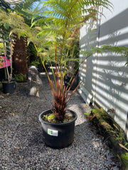 Cyathea australis