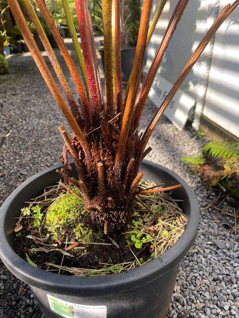 Cyathea australis – Desert to Jungle