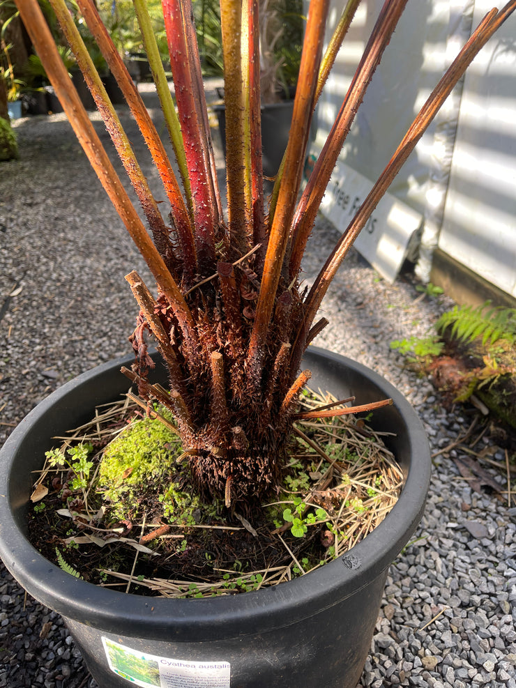 Cyathea australis