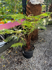 Dicksonia youngiae Plant 1